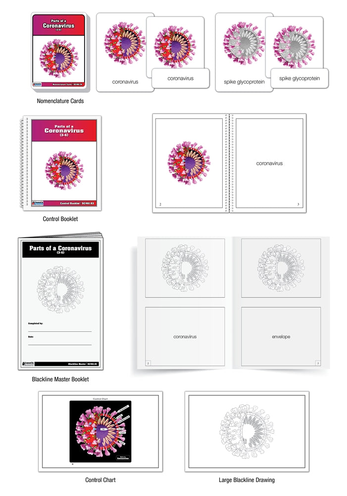 Parts of a Coronavirus Puzzle with Nomenclature Cards (3-6) (Printed)