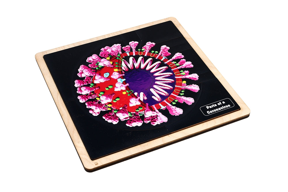 Parts of a Coronavirus Puzzle with Nomenclature Cards (6-9) (Printed)