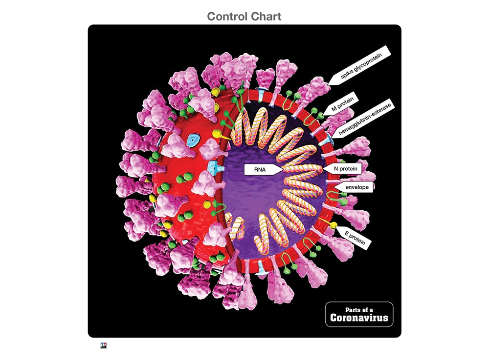 Parts of a Coronavirus Puzzle with Nomenclature Cards (6-9) (Printed)