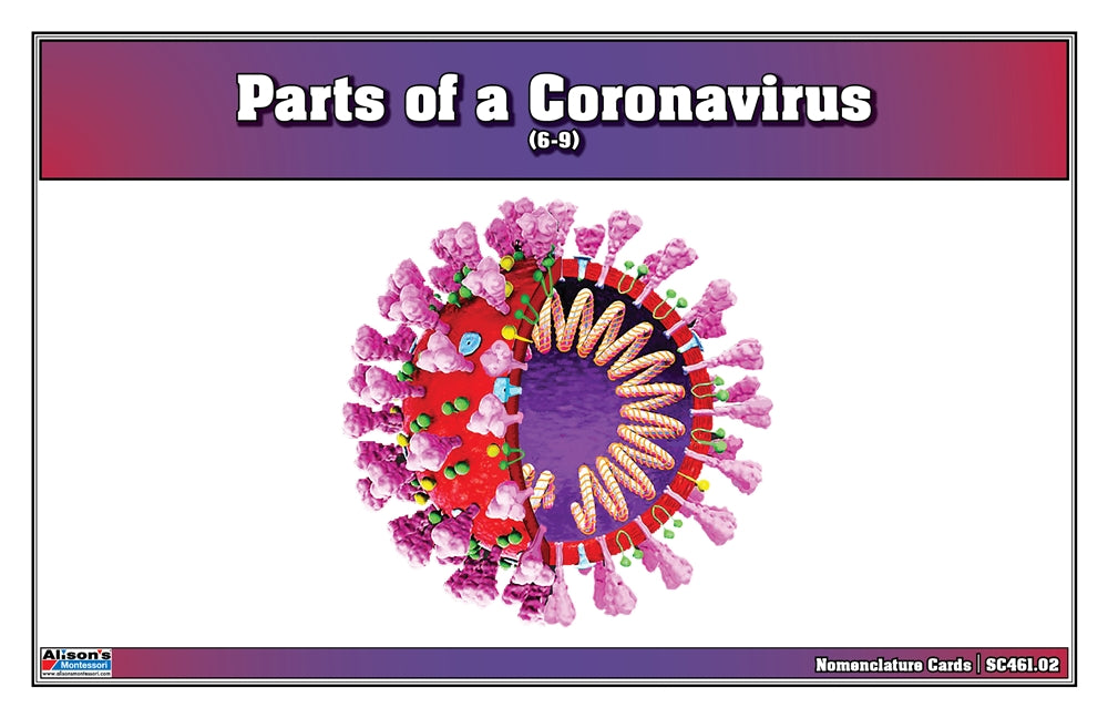Parts of a Coronavirus Puzzle with Nomenclature Cards (6-9) (Printed)