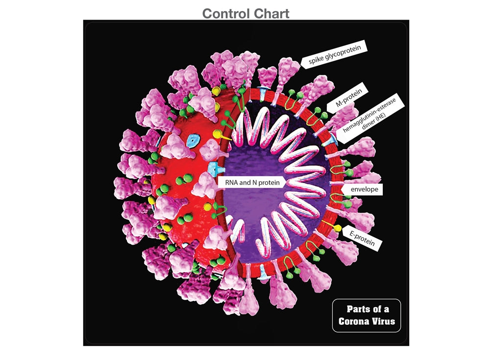 Parts of a Coronavirus Puzzle