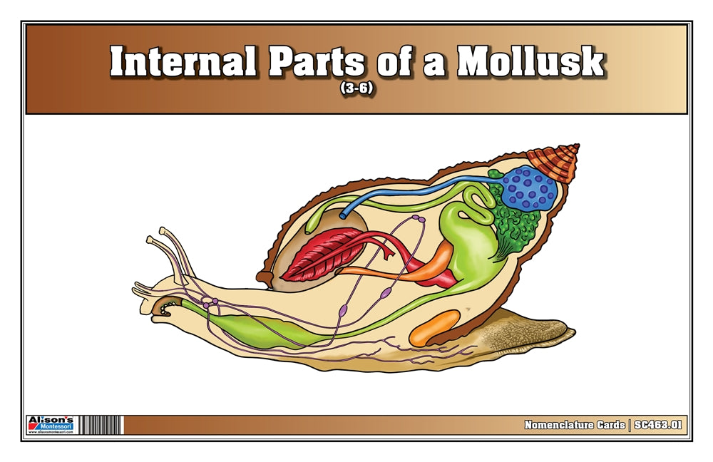 Internal Parts of a Mollusk Nomenclature Cards (3-6) (Printed)