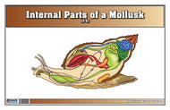 Internal Parts of a Mollusk Nomenclature Cards (3-6) (Printed)