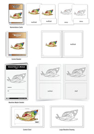 Internal Parts of a Mollusk Nomenclature Cards (3-6) (Printed)