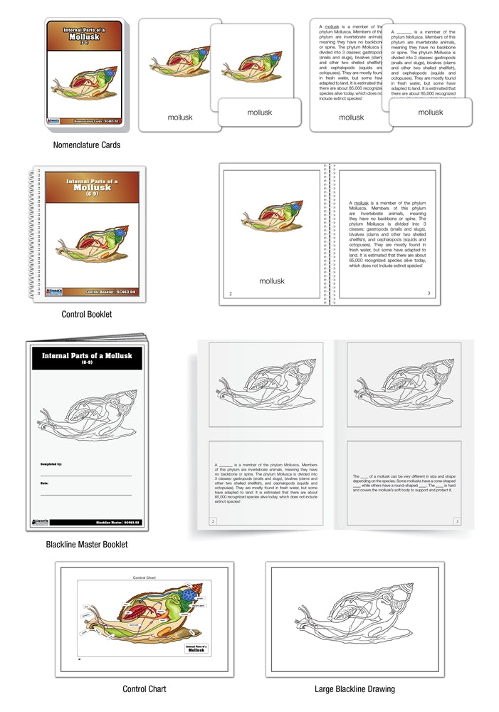 Internal Parts of a Mollusk Nomenclature Cards (6-9) (Printed)