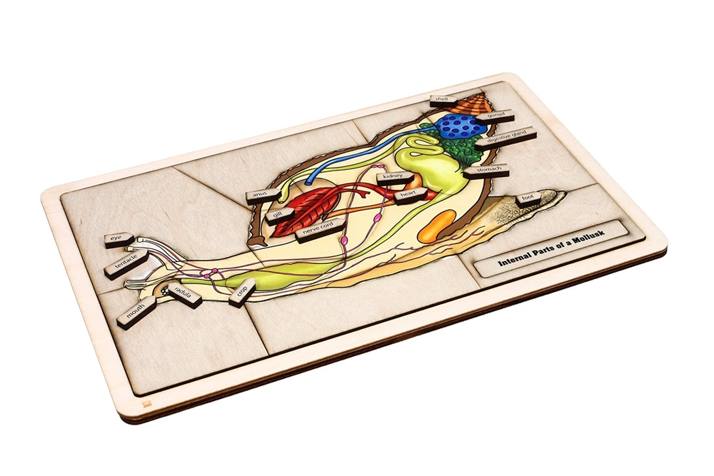 Internal Parts of a Mollusk Puzzle with Nomenclature Cards (3-6) (Printed)