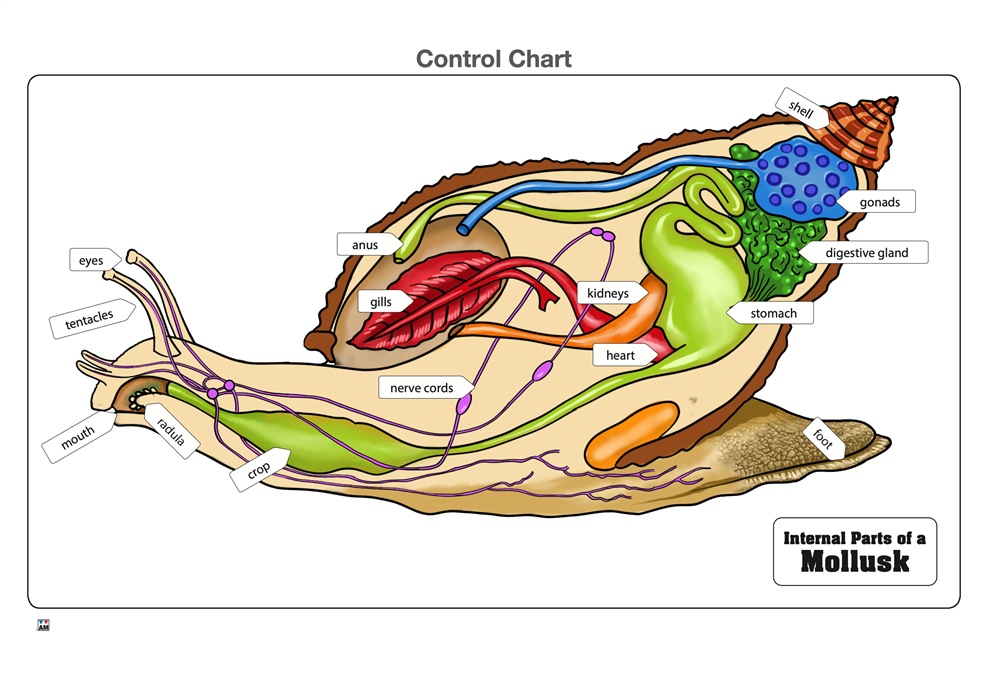Internal Parts of a Mollusk Puzzle with Nomenclature Cards (3-6) (Printed)