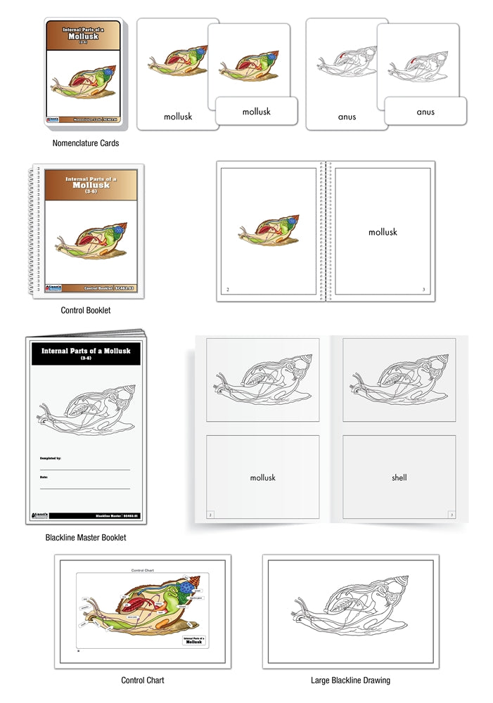 Internal Parts of a Mollusk Puzzle with Nomenclature Cards (3-6) (Printed)