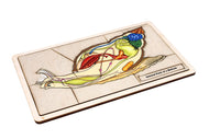 Internal Parts of a Mollusk Puzzle with Nomenclature Cards (6-9) (Printed)
