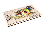 Internal Parts of a Mollusk Puzzle with Nomenclature Cards (6-9) (Printed)