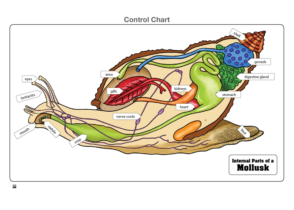 Internal Parts of a Mollusk Puzzle with Nomenclature Cards (6-9) (Printed)
