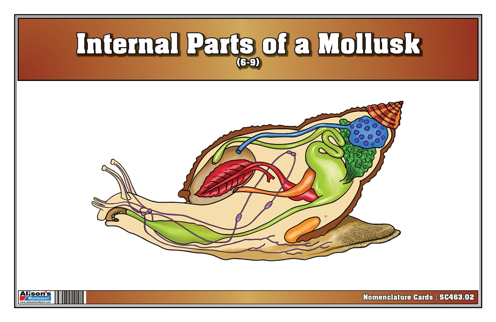 Internal Parts of a Mollusk Puzzle with Nomenclature Cards (6-9) (Printed)
