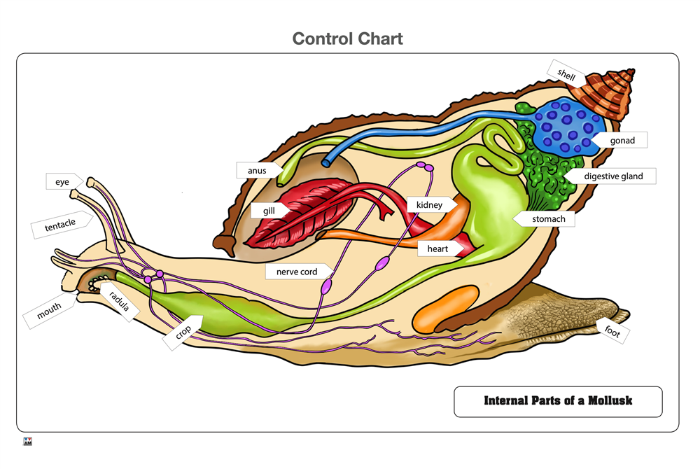 Internal Parts of a Mollusk Puzzle