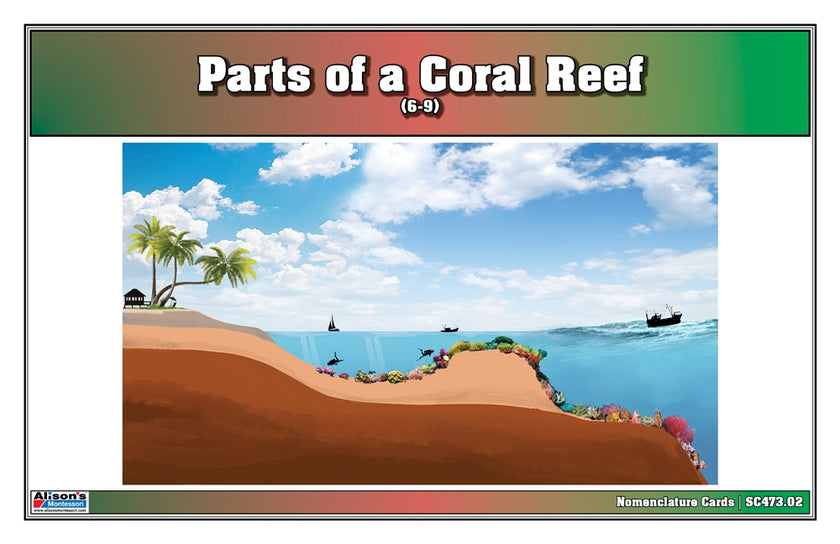 Parts of a Coral Reef (Nomenclature Cards) (6-9)