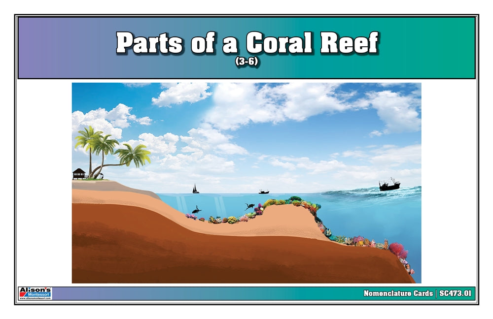 Parts of a Coral Reef Puzzle with Nomenclature Cards 3-6
