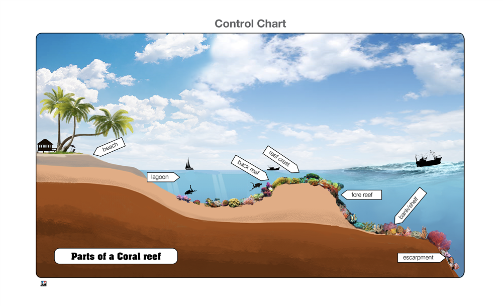 Parts of a Coral Reef Puzzle