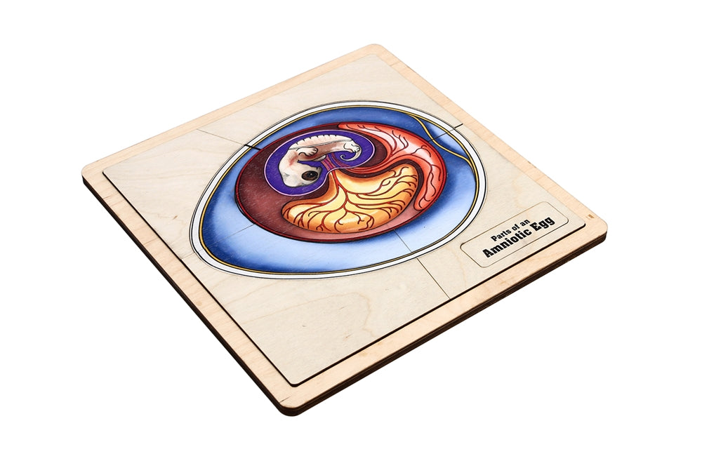 Parts of an Amniotic Egg Puzzle with Nomenclature Cards (3-6) (Printed)