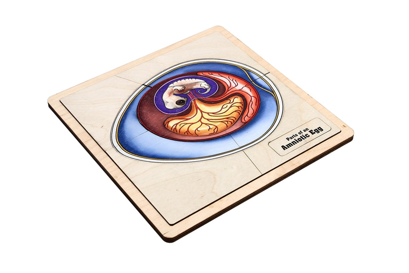 Parts of an Amniotic Egg Puzzle with Nomenclature Cards (3-6) (Printed)