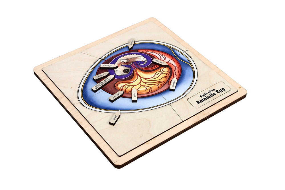 Parts of an Amniotic Egg Puzzle with Nomenclature Cards (3-6) (Printed)