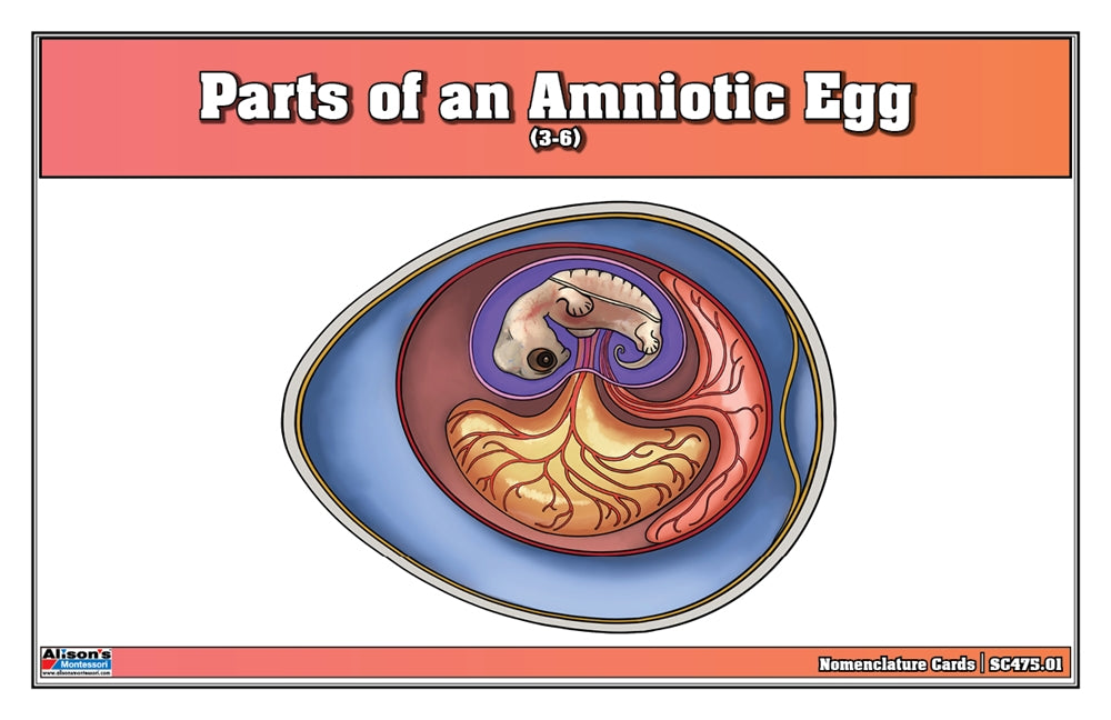 Parts of an Amniotic Egg Puzzle with Nomenclature Cards (3-6) (Printed)