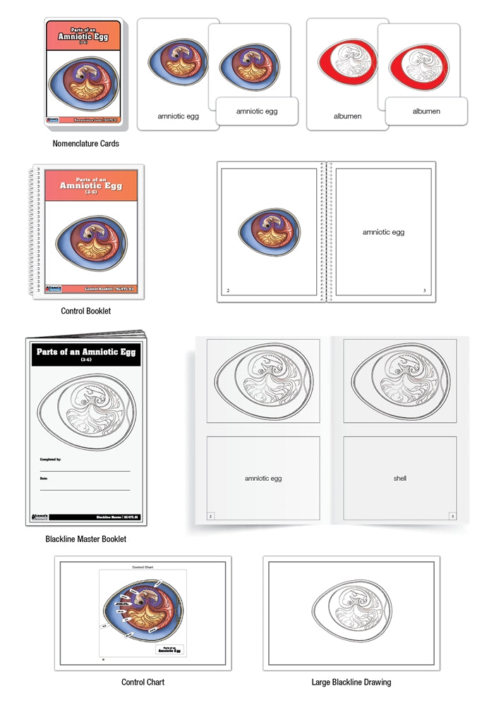 Parts of an Amniotic Egg Puzzle with Nomenclature Cards (3-6) (Printed)