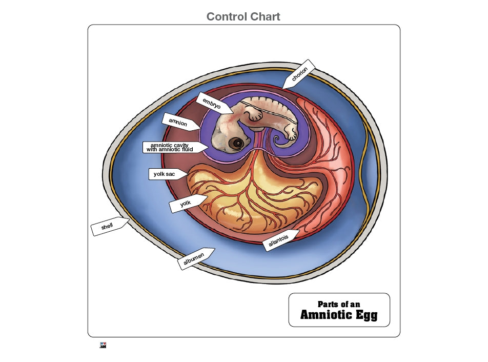 Parts of an Amniotic Egg Puzzle with Nomenclature Cards (6-9) (Printed)