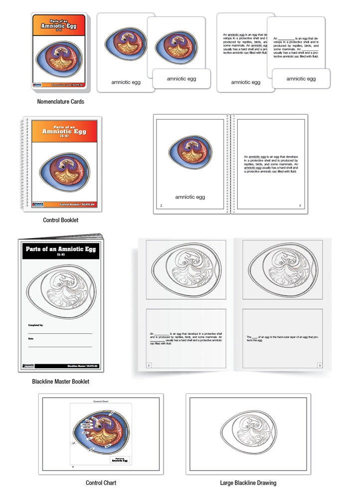 Parts of an Amniotic Egg Puzzle with Nomenclature Cards (6-9) (Printed)