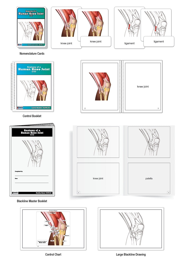 Anatomy of a Human Knee Joint Nomenclature Cards (3-6) (Printed)