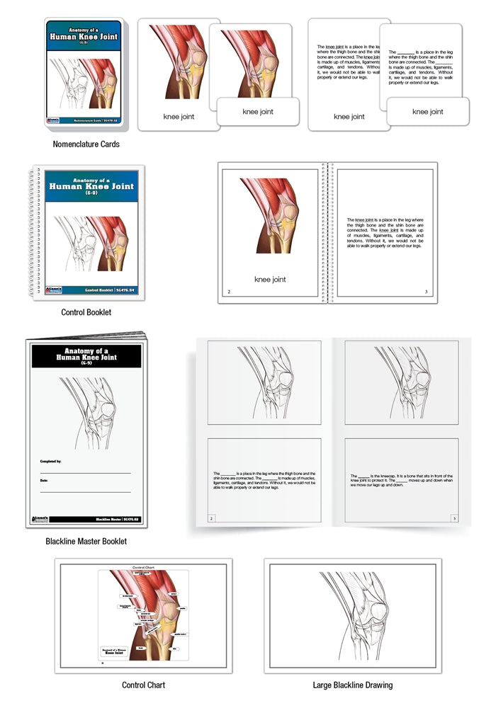 Anatomy of a Human Knee Joint Nomenclature Cards (6-9) (Printed)
