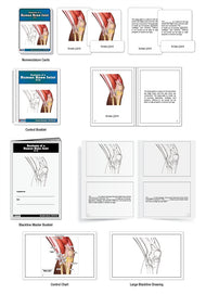 Anatomy of a Human Knee Joint Nomenclature Cards (6-9) (Printed)