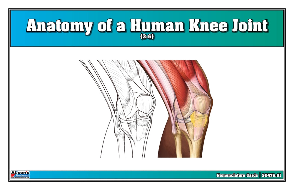 Anatomy of a Human Knee Joint Puzzle with Nomenclature Cards (3-6) (Printed)