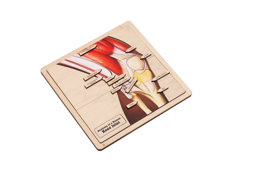 Anatomy of a Human Knee Joint Puzzle with Nomenclature Cards (6-9) (Printed)