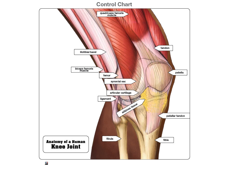 Anatomy of a Human Knee Joint Puzzle with Nomenclature Cards (6-9) (Printed)