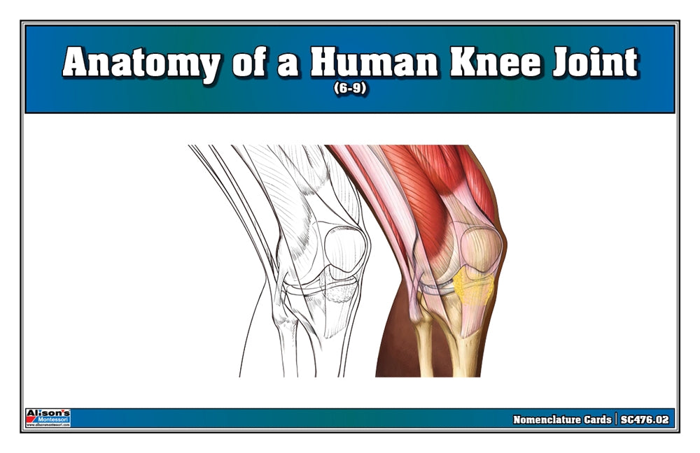 Anatomy of a Human Knee Joint Puzzle with Nomenclature Cards (6-9) (Printed)