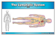 The Lymphatic System (Nomenclature Cards) (3-6)