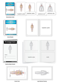 The Lymphatic System (Nomenclature Cards) (3-6)