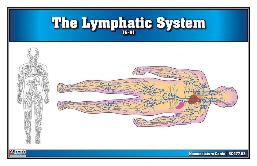 The Lymphatic System (Nomenclature Cards) (6-9)