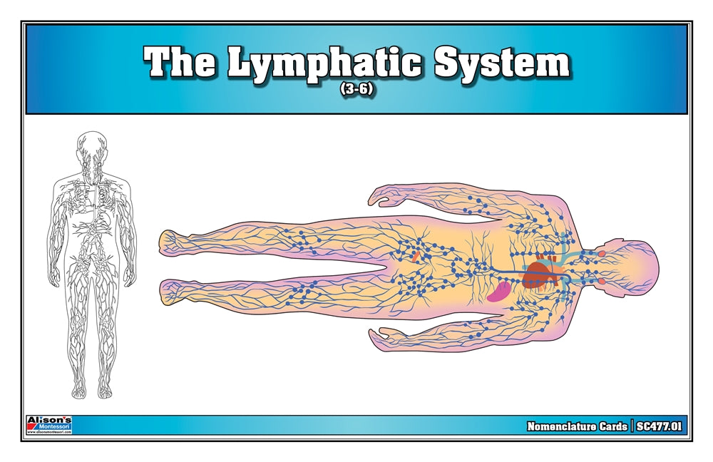 The Lymphatic System Puzzle with Nomenclature Cards (3-6)
