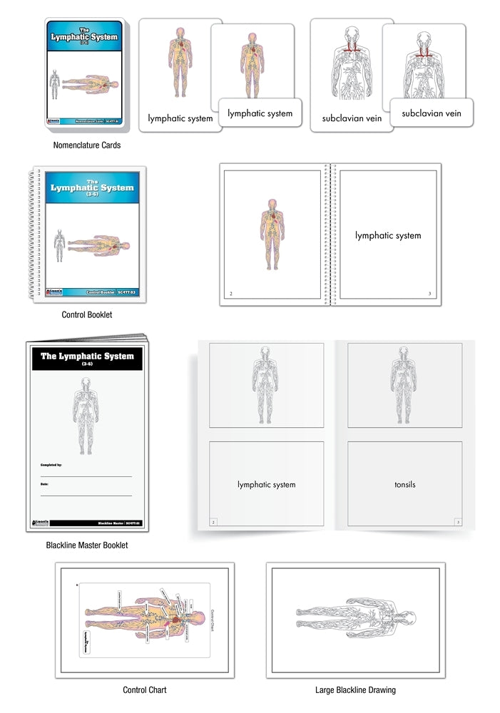 The Lymphatic System Puzzle with Nomenclature Cards (3-6)