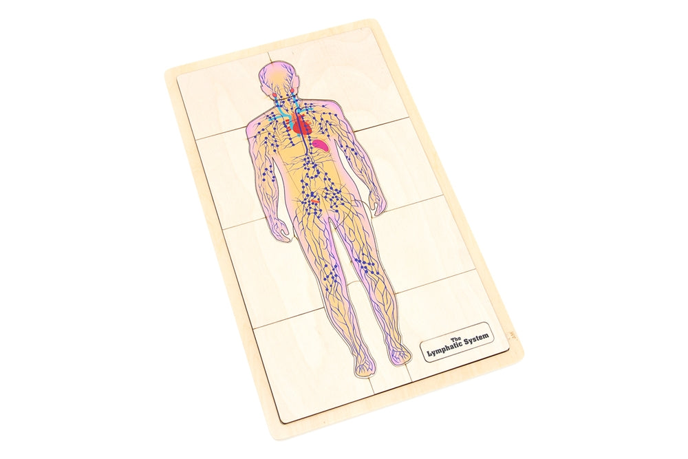The Lymphatic System Puzzle with Nomenclature Cards (6-9)