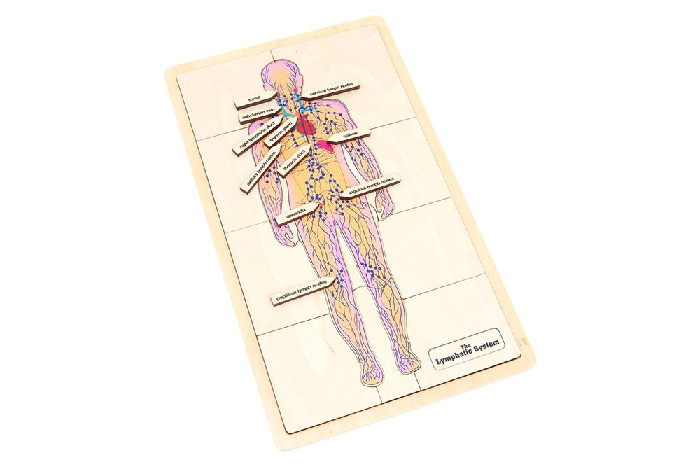 The Lymphatic System Puzzle with Nomenclature Cards (6-9)