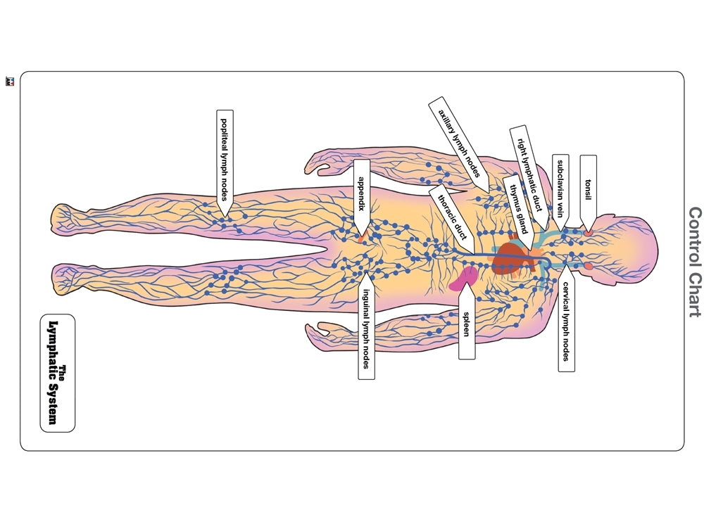 The Lymphatic System Puzzle with Nomenclature Cards (6-9)