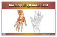 Anatomy of a Human Hand Nomenclature Cards (6-9) (Printed)