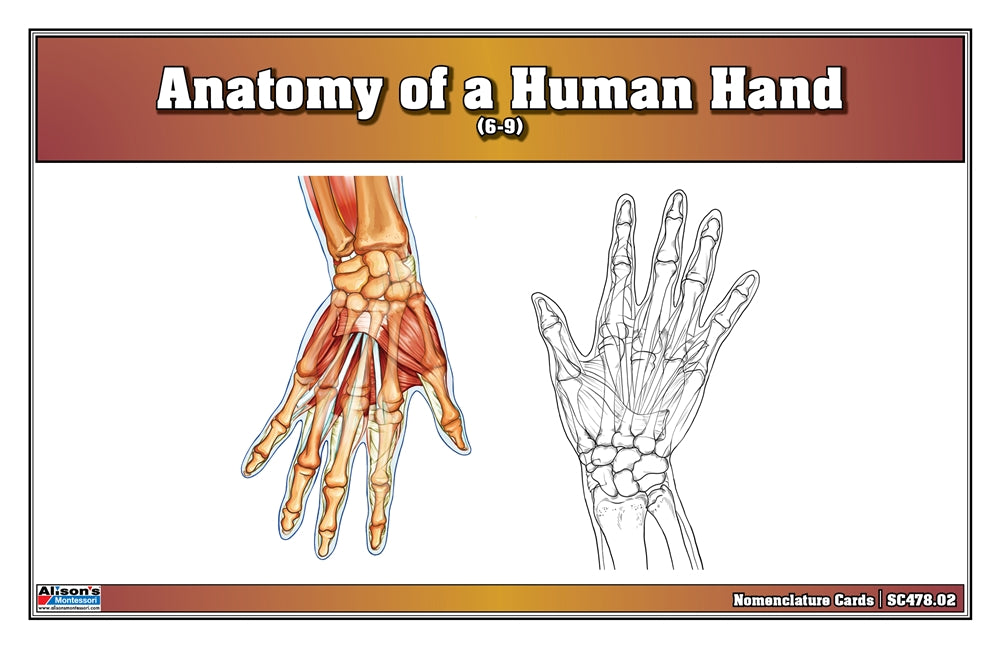 Anatomy of a Human Hand Nomenclature Cards (6-9) (Printed)