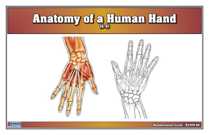 Anatomy of a Human Hand Nomenclature Cards (6-9) (Printed)