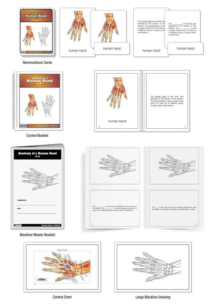 Anatomy of a Human Hand Nomenclature Cards (6-9) (Printed)