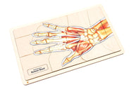 Anatomy of a Human Hand Puzzle with Nomenclature Cards (3-6) (Printed)