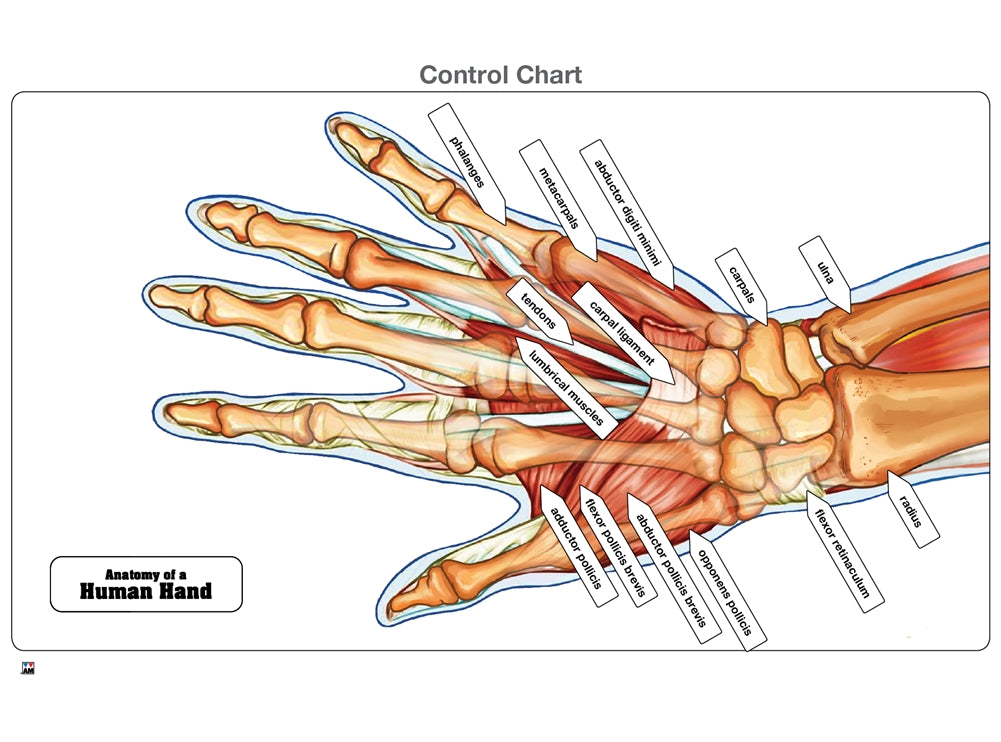Anatomy of a Human Hand Puzzle with Nomenclature Cards (3-6) (Printed)