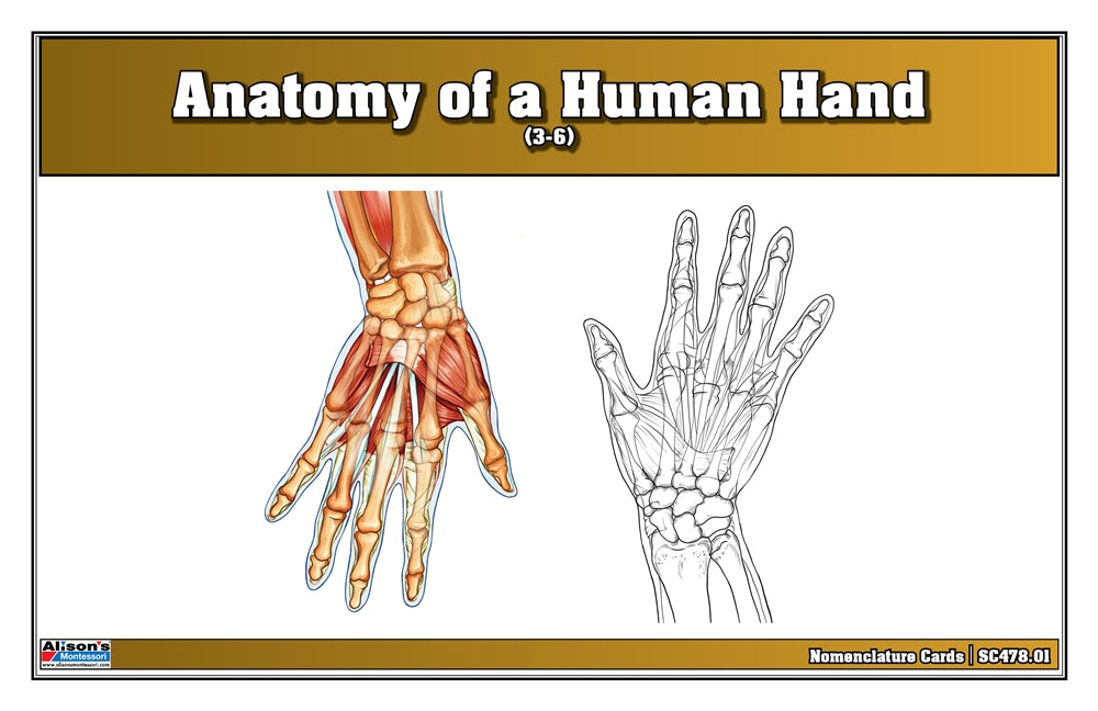 Anatomy of a Human Hand Puzzle with Nomenclature Cards (3-6) (Printed)