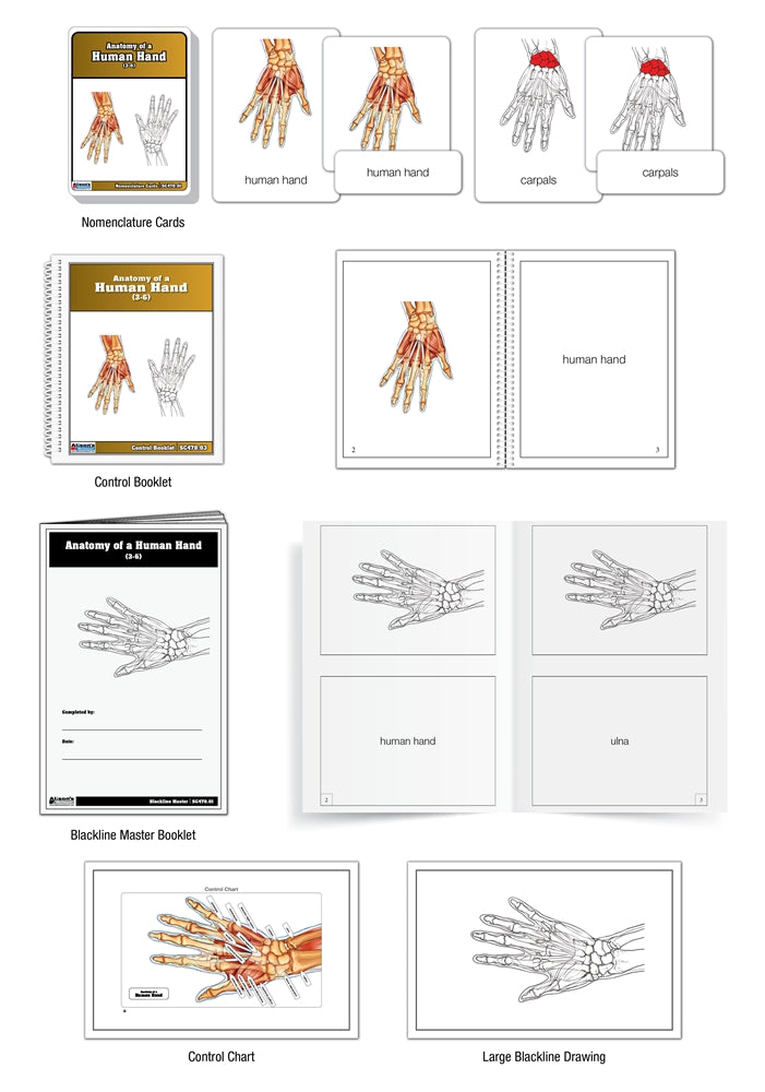 Anatomy of a Human Hand Puzzle with Nomenclature Cards (3-6) (Printed)